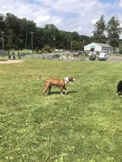 Cheshire Dog Park - Cheshire, CT