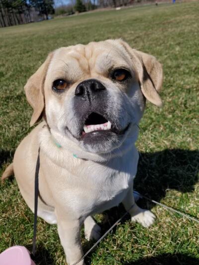 Cheshire Dog Park - Cheshire, CT