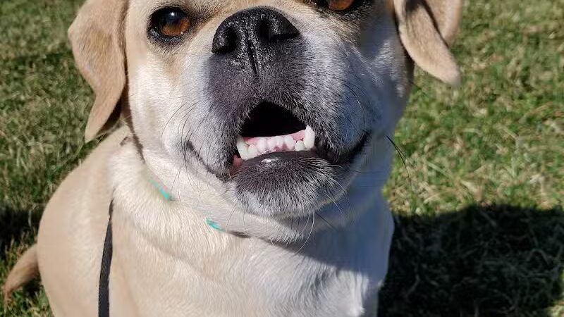 Cheshire Dog Park - Cheshire, CT