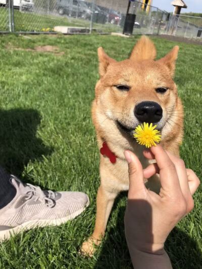 Cheshire Dog Park - Cheshire, CT