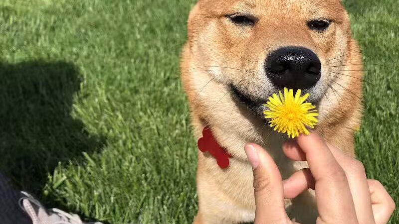 Cheshire Dog Park - Cheshire, CT