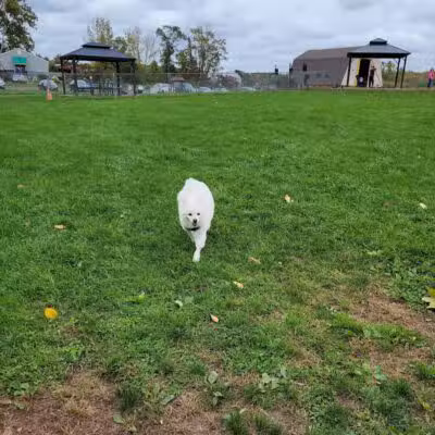 Cheshire Dog Park - Cheshire, CT