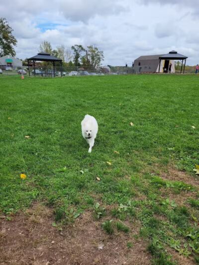 Cheshire Dog Park - Cheshire, CT