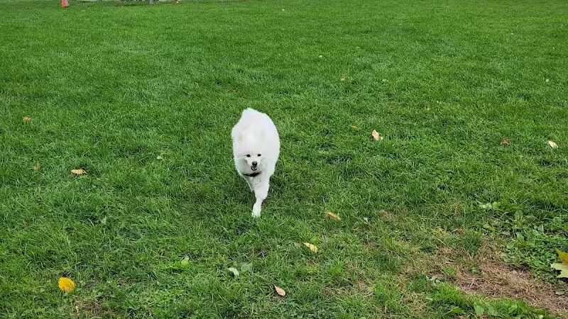 Cheshire Dog Park - Cheshire, CT