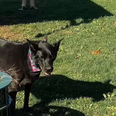 Cheshire Dog Park - Cheshire, CT