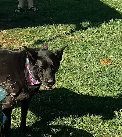 Cheshire Dog Park - Cheshire, CT