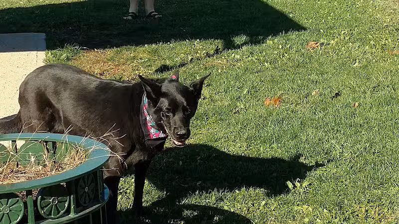 Cheshire Dog Park - Cheshire, CT