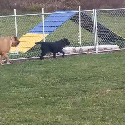 Cheshire Dog Park - Cheshire, CT
