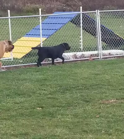 Cheshire Dog Park - Cheshire, CT