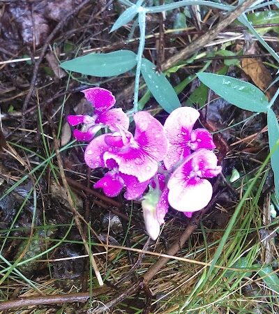 Sunnybrook Preserve - Chesterland, OH