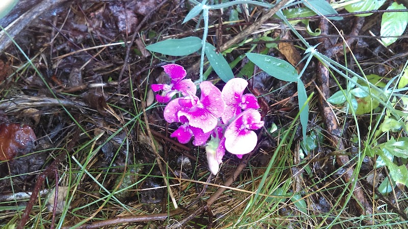 Sunnybrook Preserve - Chesterland, OH