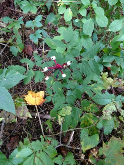 Sunnybrook Preserve - Chesterland, OH