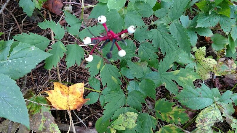 Sunnybrook Preserve - Chesterland, OH