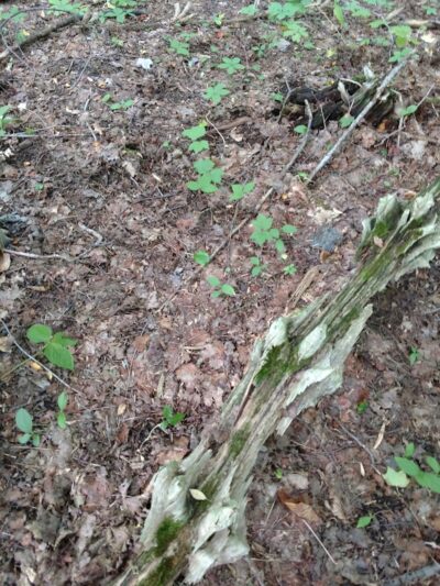 Sunnybrook Preserve - Chesterland, OH