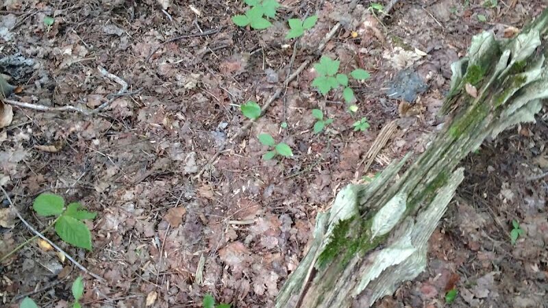 Sunnybrook Preserve - Chesterland, OH