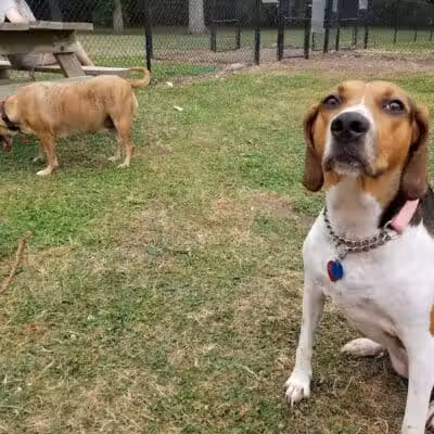 Walnut Dog Park - Chillicothe, IL