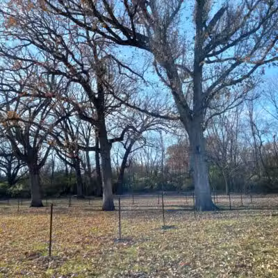 Walnut Dog Park - Chillicothe, IL