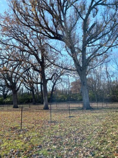 Walnut Dog Park - Chillicothe, IL