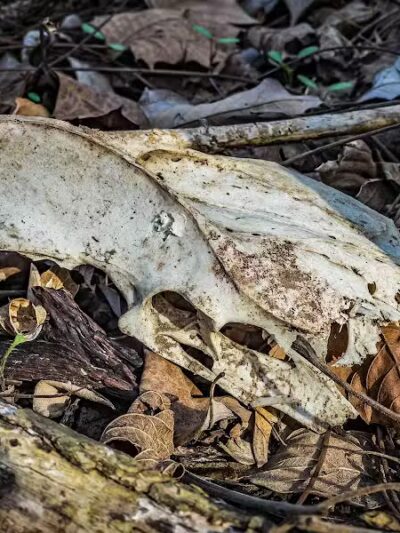 Maple Grove Prairie & Dog Play Area - Chillicothe, OH