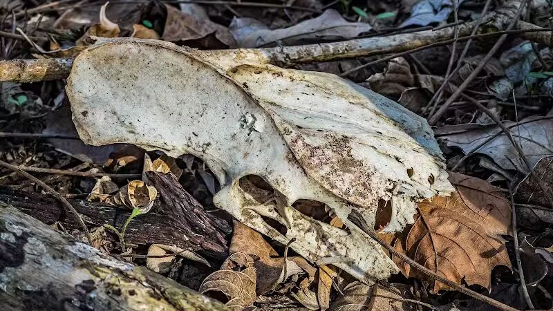 Maple Grove Prairie & Dog Play Area - Chillicothe, OH