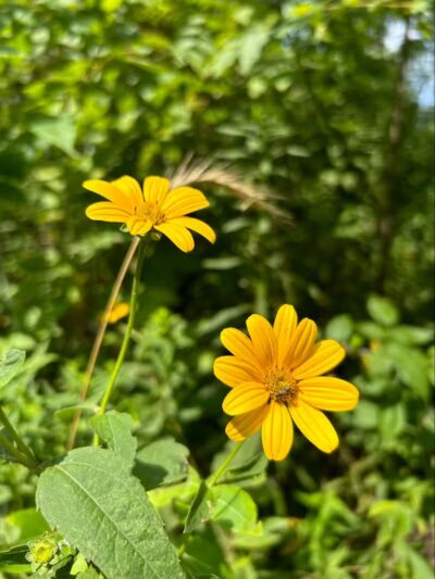 Maple Grove Prairie & Dog Play Area - Chillicothe, OH
