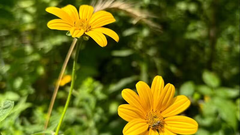 Maple Grove Prairie & Dog Play Area - Chillicothe, OH