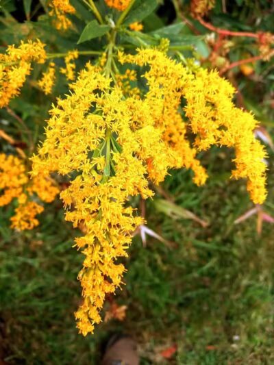 Paw Paw Trail - Chillicothe, OH