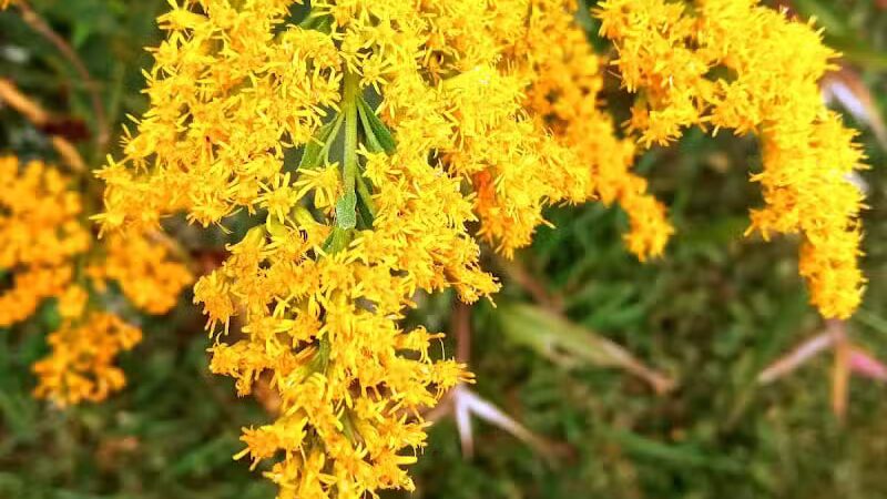 Paw Paw Trail - Chillicothe, OH