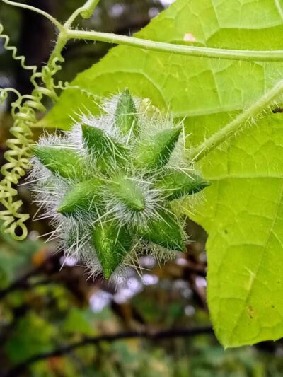 Paw Paw Trail - Chillicothe, OH