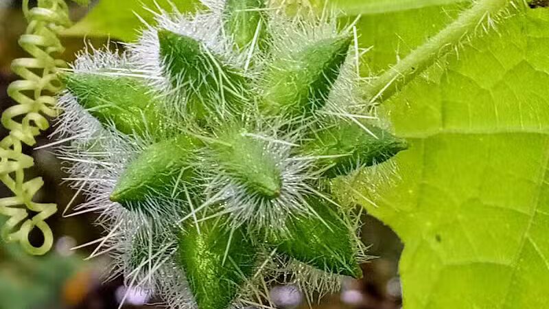 Paw Paw Trail - Chillicothe, OH