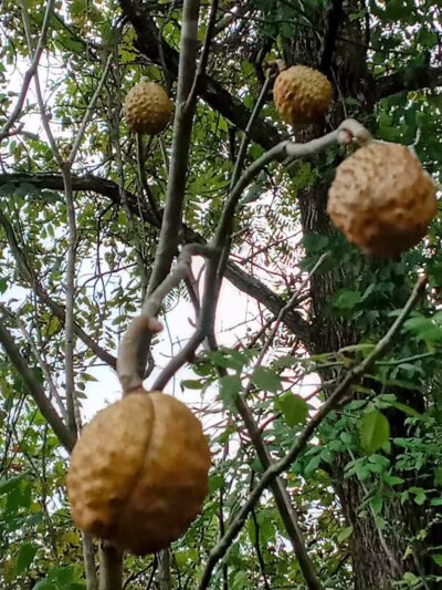 Paw Paw Trail - Chillicothe, OH