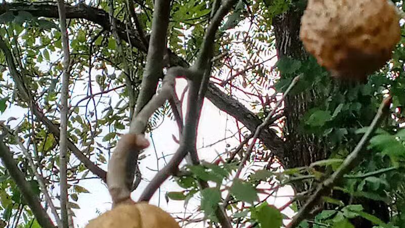 Paw Paw Trail - Chillicothe, OH