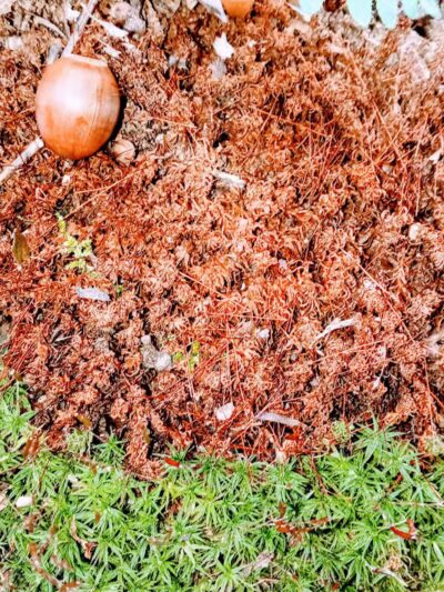 Paw Paw Trail - Chillicothe, OH