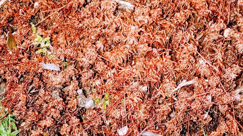 Paw Paw Trail - Chillicothe, OH