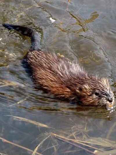 Ross County Park District - Chillicothe, OH