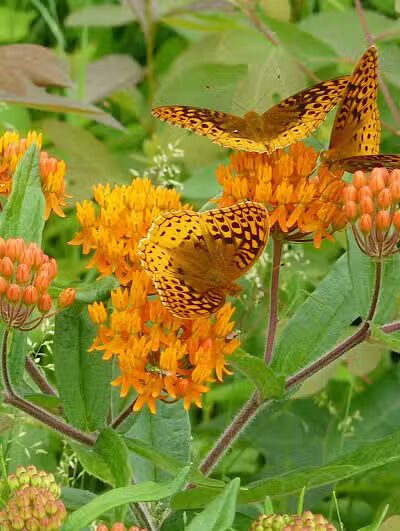 Ross County Park District - Chillicothe, OH