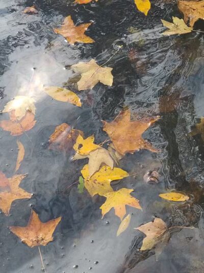 Tar Hollow State Park and Forest Logan Backpack Trail - Chillicothe, OH