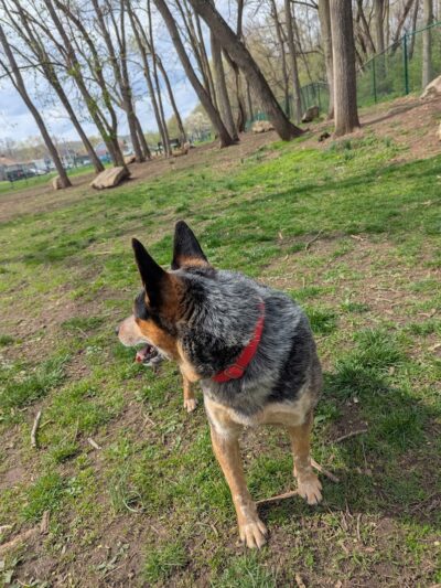 The Catherine and Holden Corzine Memorial Dog Park - Chillicothe, OH