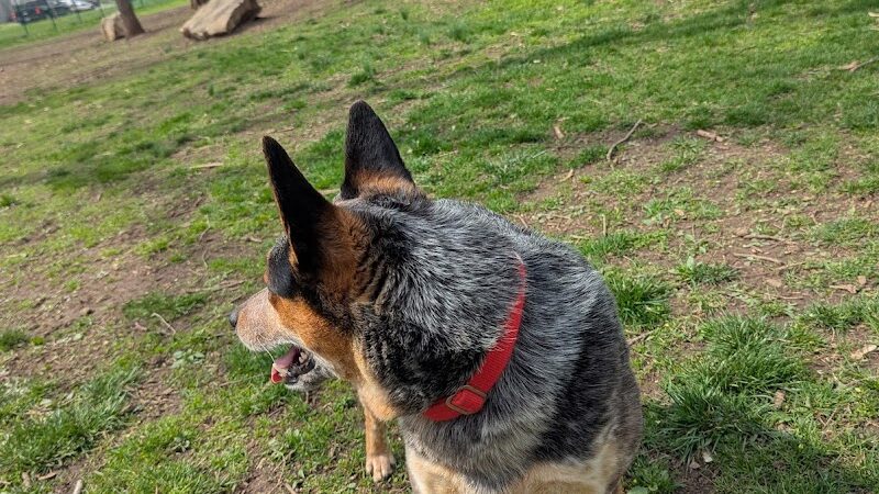 The Catherine and Holden Corzine Memorial Dog Park - Chillicothe, OH