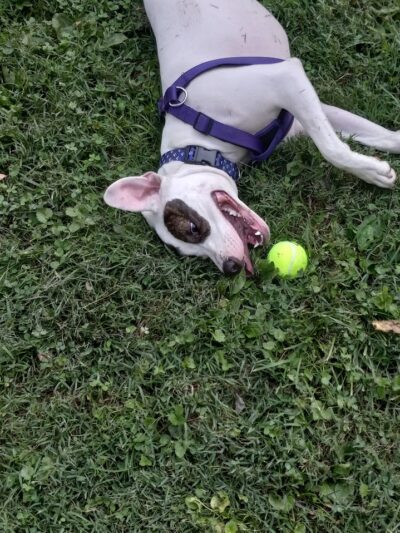 The Catherine and Holden Corzine Memorial Dog Park - Chillicothe, OH