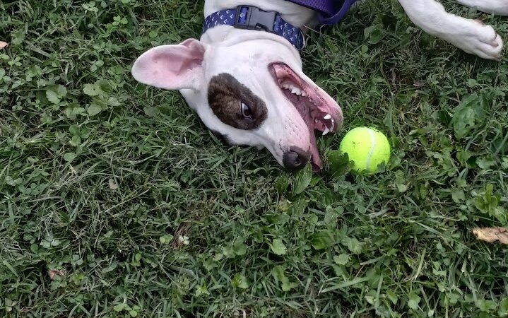 The Catherine and Holden Corzine Memorial Dog Park - Chillicothe, OH