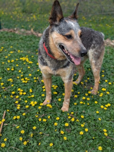 The Catherine and Holden Corzine Memorial Dog Park - Chillicothe, OH