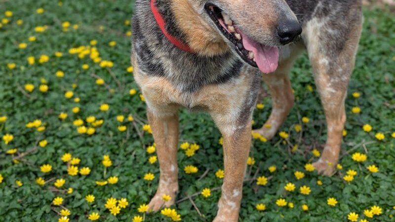 The Catherine and Holden Corzine Memorial Dog Park - Chillicothe, OH