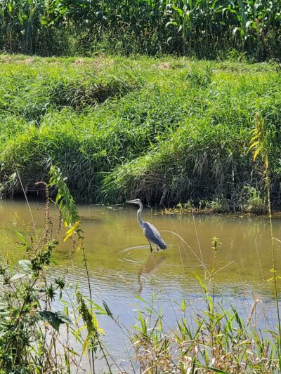 Chippewa Inlet Trailhead-South - Chippewa Lake, OH