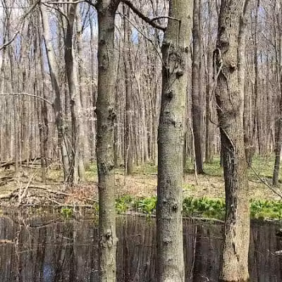Chippewa Inlet Trailhead-South - Chippewa Lake, OH