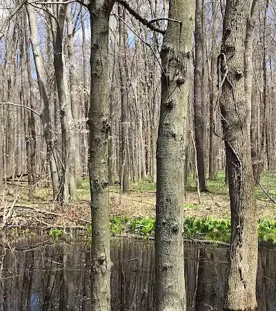 Chippewa Inlet Trailhead-South - Chippewa Lake, OH