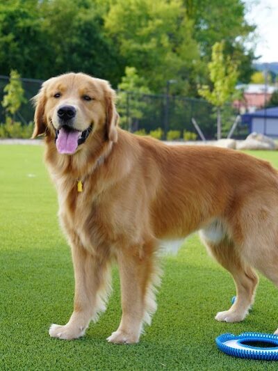 Dog Parks at Christiansburg Huckleberry Park - Christiansburg, VA