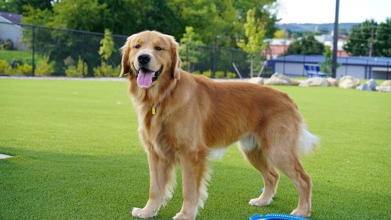 Dog Parks at Christiansburg Huckleberry Park - Christiansburg, VA