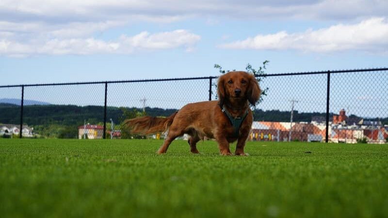 Dog Parks at Christiansburg Huckleberry Park - Christiansburg, VA