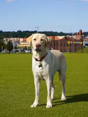 Dog Parks at Christiansburg Huckleberry Park - Christiansburg, VA
